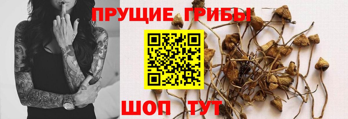 Псилоцибиновые грибы Cubensis Долгопрудный